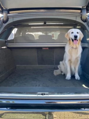 Hund Kofferraumschutz Audi A4 Avant B9 ab 2020 - Kofferraumschutz für Hunde - Kofferraumwanne von CargoCover - Produktbild 1