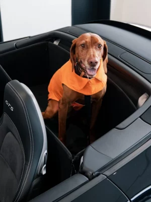 Hund Rückbankschutz Porsche 911 Cabrio (Typ 991) 2012 bis 2025 - Rückbankschutz für Hunde - Rücksitzbank von CargoCover - Produktbild 1
